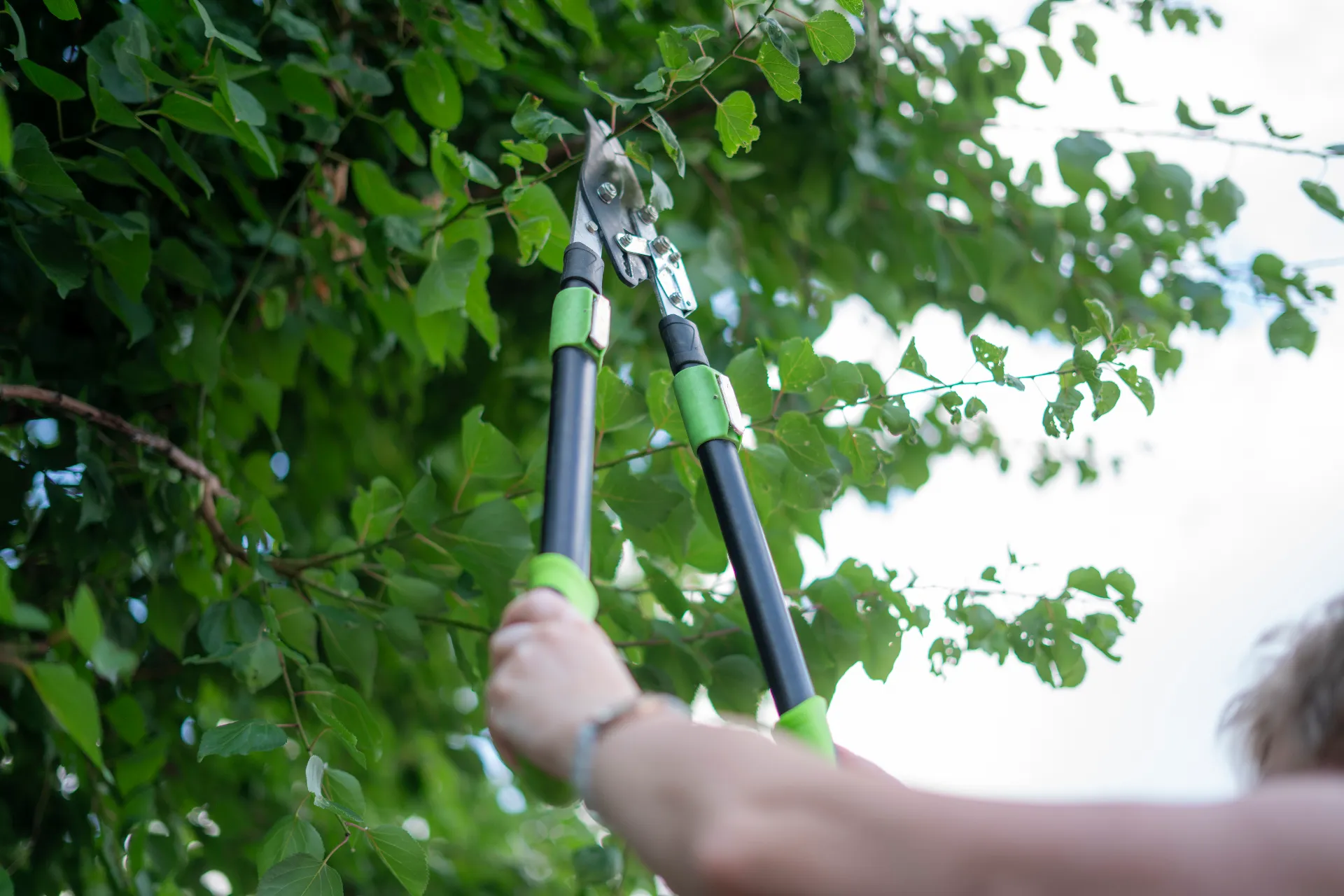 tree-trimming-service