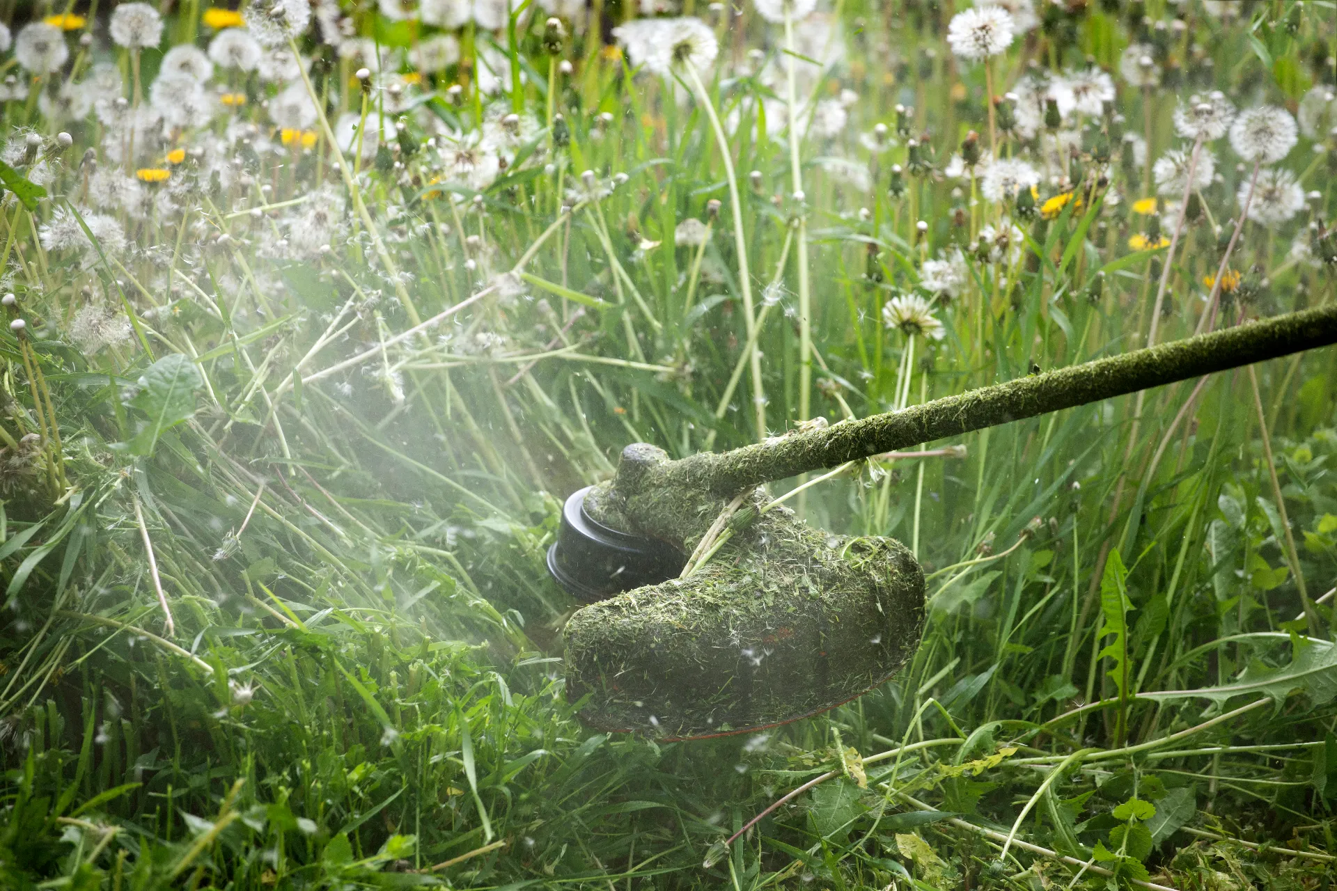 weed-control-service